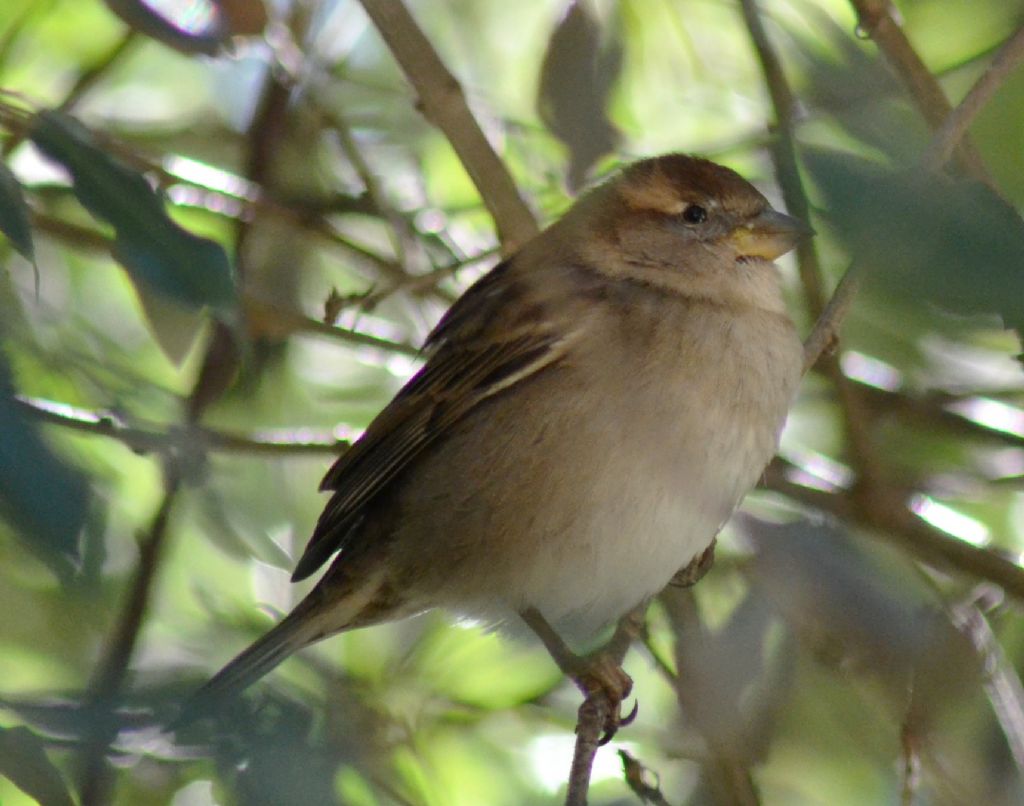 Passeracei (197)